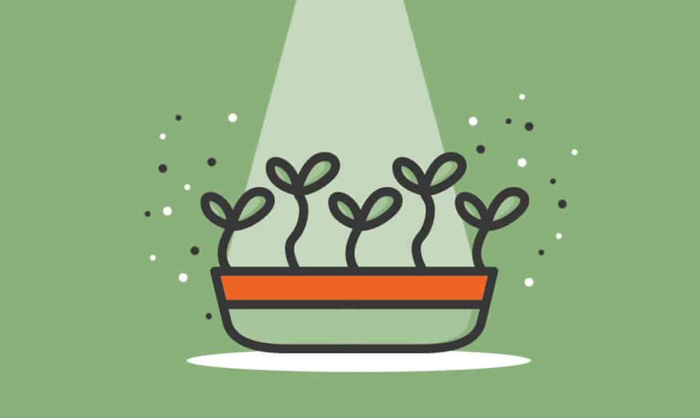 Growing Green: Starting a Microgreens Business